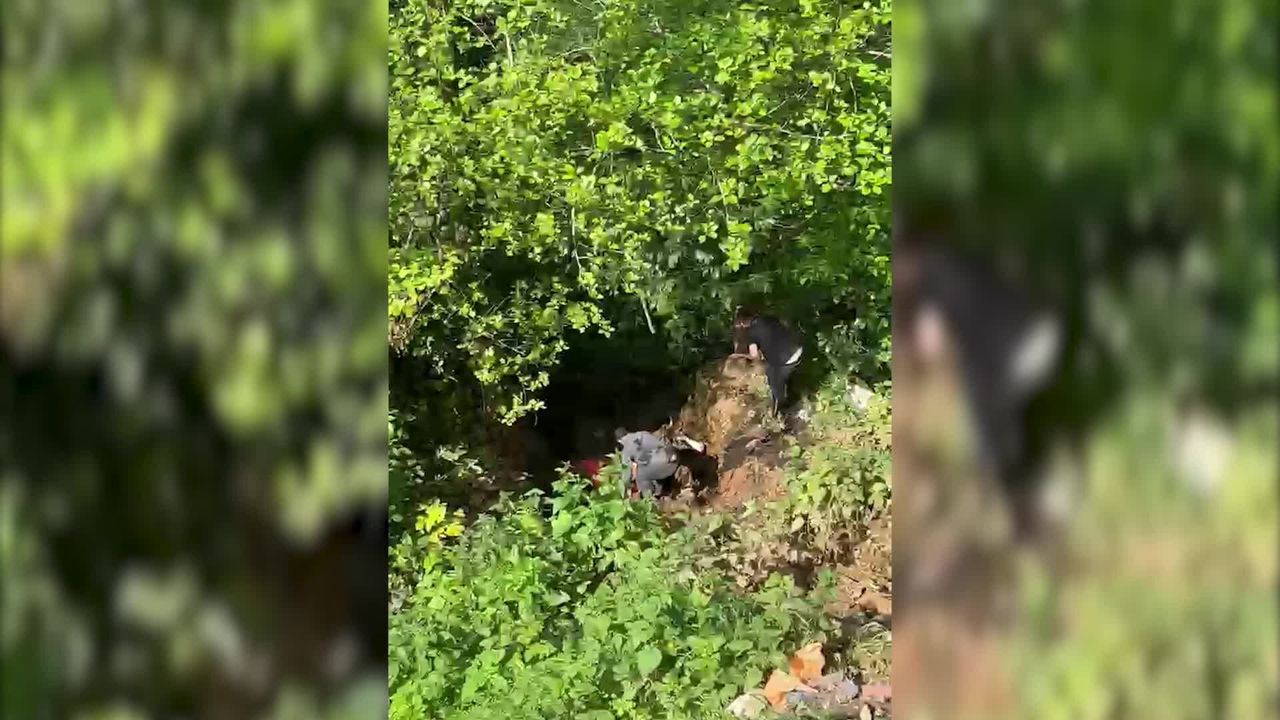 Rize'de dere yatağına düşen inek vinçle kurtarıldı