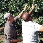 Mudanya Belediye Başkanı Dalgıç'tan incir üreticilerine hasat ziyareti