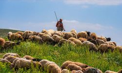 Yerli Çoban Varken İthal Çobana Vize