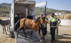 İzmir Buca'da aç ve susuz bırakılan atlar artık güvende
