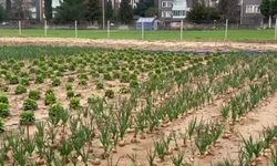 Adıyaman Belediyesi'nde yeni üretilen bahar sebzeleri satışta