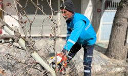 Adıyaman Belediyesi'nden ağaçlara bahar bakımı