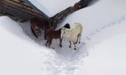 Artvin'de kış şartlarında yaylada mahsur kalan hayvanlar köylüler tarafından kurtarıldı