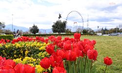 Baharın müjdecisi laleler, Antalya sokaklarını renklendirdi