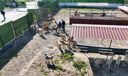 Burhaniye Belediyesi, Alida Nedim Erarslan Sokak Hayvanları Bakımevi'nin kapasitesini artırdı