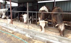 Burhaniye'de kurbanlık satışları başladı: Büyükbaş hisseleri 45 bin liraya kadar çıktı