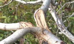 Ceviz ağaçları kesilen 70 yaşındaki çiftçiye İzmir Büyükşehir Belediyesi'nden fidan desteği