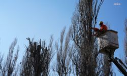 Eskişehir Büyükşehir Belediyesi'nden Sazova Bilim Kültür ve Sanat Parkı'nda seyreltme ve gençleştirme çalışması