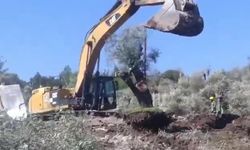 Evrim Rızvanoğlu: Milas'ta zeytin ağaçları sökülüyor