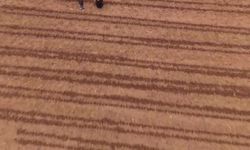 Iğdır'da çiftçiler erkenci marul dikmek için tarlalara indi