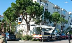 Karşıyaka'da ağaçlar bahara hazırlanıyor