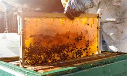 Koloni sağlığı ve doğru ekipman, bal üretiminde belirleyici oluyor