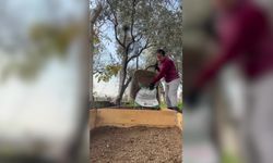 Kursla başladı, üretici oldu: Emekli öğretmen bahçesinde salep yetiştiriyor