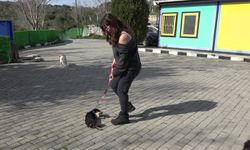 Kuşadası Belediyesi, 'Sosis' isimli yavru köpeği sıcak yuvasına kavuşturdu