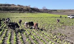 Osmaniyeli çiftçinin satılmayan marulları tarlada hayvanlara yem oldu