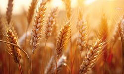 TMO'dan hububat satışlarına ilişkin açıklama: Yeni hasada kadar fiyat değişmeyecek