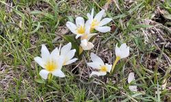 Van'da baharın müjdecisi kardelen çiçekleri açtı