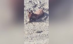 Vatandaşlar tarafından kurtarılan eşek 'Fıstık', Kuşadası Evcil Hayvan Bakım ve Rehabilitasyon Merkezi'nin maskotu oldu