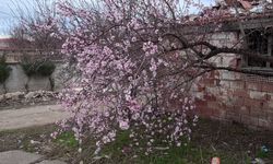 Yozgat'ta meyve ağaçları çiçek açtı