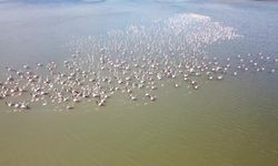 Yozgat'taki Gelingüllü Barajı'nda sular yükseldi, göçmen kuşlar gelmeye başladı