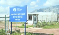 Antalya Büyükşehir Belediyesi'nden Alanya'nın coğrafi işaretli keçiboynuzuna destek