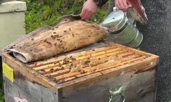 Artvin Hatila'daki Gen Merkezi, Kafkas Arısı ile Artvin balını geleceğe taşıyor