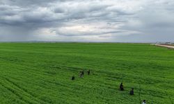 Diyarbakır'da kaybolan 3 yaşındaki çocuk tarlada uyurken bulundu