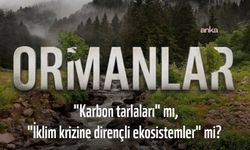 Doğal Hayatı Koruma Vakfı: İklim politikaları, kısa vadeli karbon kazanımları yerine uzun vadeli ekosistem bütünlüğünü gözetmeli