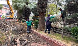 Efeler Belediyesi'nden Uğur Mumcu Parkı'nda budama çalışması