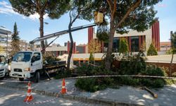 Efeler Belediyesi'nden yüksek çam ağaçlarına bakım