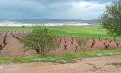 Elazığ'da dolu tarımsal alanlara zarar verdi