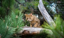Eskişehir Büyükşehir Belediyesi Hayvanat Bahçesi, farklı kıtalardan gelen onlarca türü ağırlıyor