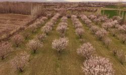 Iğdır'da kayısı ağaçları çiçek açtı