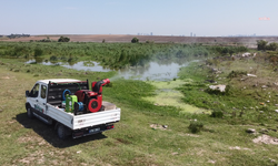 İstanbul Valiliği'nden karasinek, sivrisinek, kene genelgesi