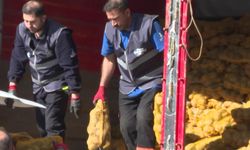 İzmir Büyükşehir Belediyesi, tarlada kalan 300 ton patatesi satın aldı, patatesler dar gelirli 60 bin haneye dağıtılacak