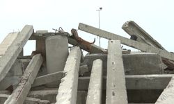 İzmir'de sahiplenilen 'Momo' arama kurtarma köpeği oluyor