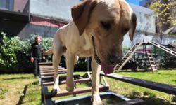 Kadıköy Belediyesi Kentsel Arama Kurtarma Takımı büyüyor: Sertifikalı arama köpeği sayısı dörde yükseldi