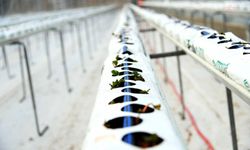 Kahramankazan'da kurulan Soğucak Termal Serası'nda üretim başladı