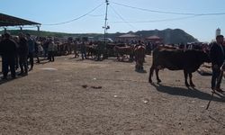 Kurbanlık satışları başladı: 'Millette para yok. Bir dana 300 bin lira oldu. Milletin gücü yetmiyor'
