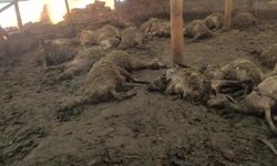 Kurdun girdiği ağıldaki 40 koyun öldü, 25 koyun yaralandı: Üretici destek bekliyor