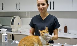 Kuşadası Belediyesi Veteriner Hekimi Aktaş: 'Hayvanseverler bakımını üstlendikleri sahipsiz kedileri merkezlerimizde ücretsiz olarak kısırlaştırabilirler'