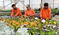 Muratpaşa'da 'Çiçek Desenleri Günleri' için 130 bin dal çiçek üretiliyor