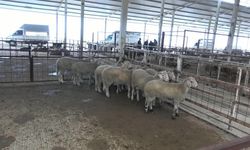 Nazilli'de kurban pazarında üretici de vatandaş da dertli: Maliyet yüksek, satış yok