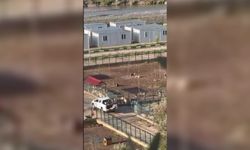 Osmaniye'de hayvan barınağı görevlisi açığa alındı