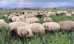 Osmaniyeli besici: 'Kurbanı taksitli istiyorlar, kredi kartıyla istiyorlar'