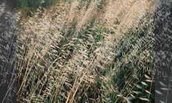 Ozan Çoban'dan üç yeni şarkı 'Mutlu İnsanlar Gibi'