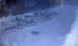 Sinop'ta arılığa giren ayı kovanları parçaladı