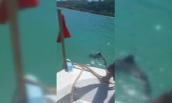 Sinop'ta balıkçı ağına yunus yavrusu takıldı