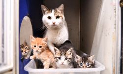 Tepebaşı Belediyesi Doğal Yaşam Merkezi'nden sevgi dolu yuvalara... 'Satın alma, sahiplen' çağrısı