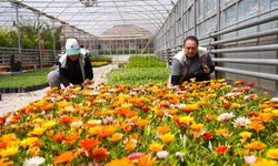 Tepebaşı Belediyesi, kendi üretimini yaparak ilçenin yeşil dokusunu güçlendiriyor